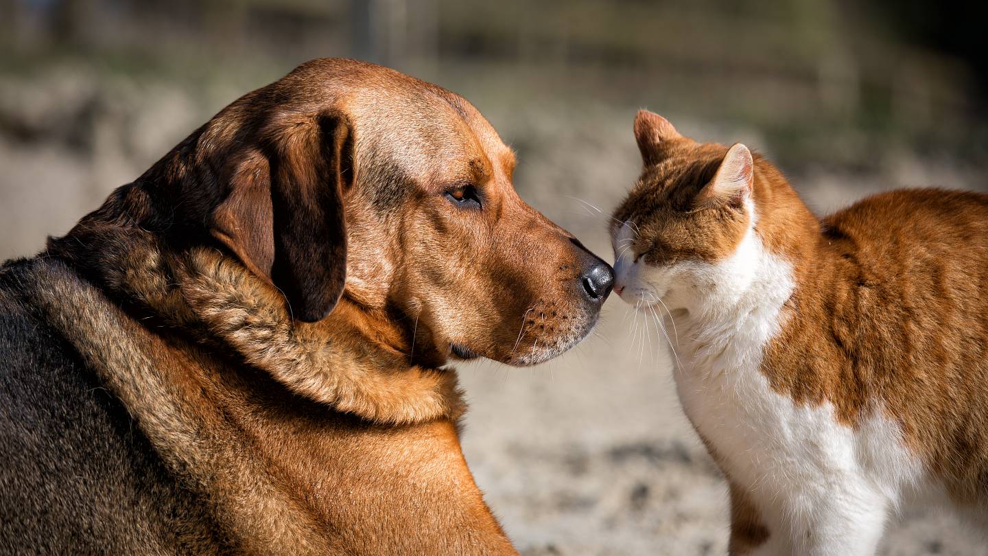 The Top 50 Pet Names of 2025, From Bella to Ziggy