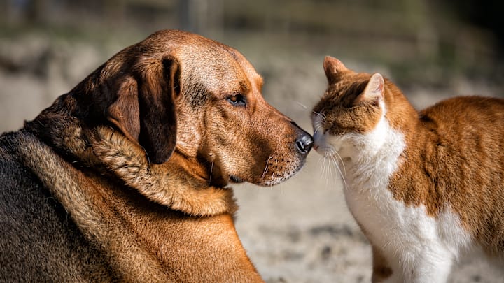 These names are popular among dogs and cats.