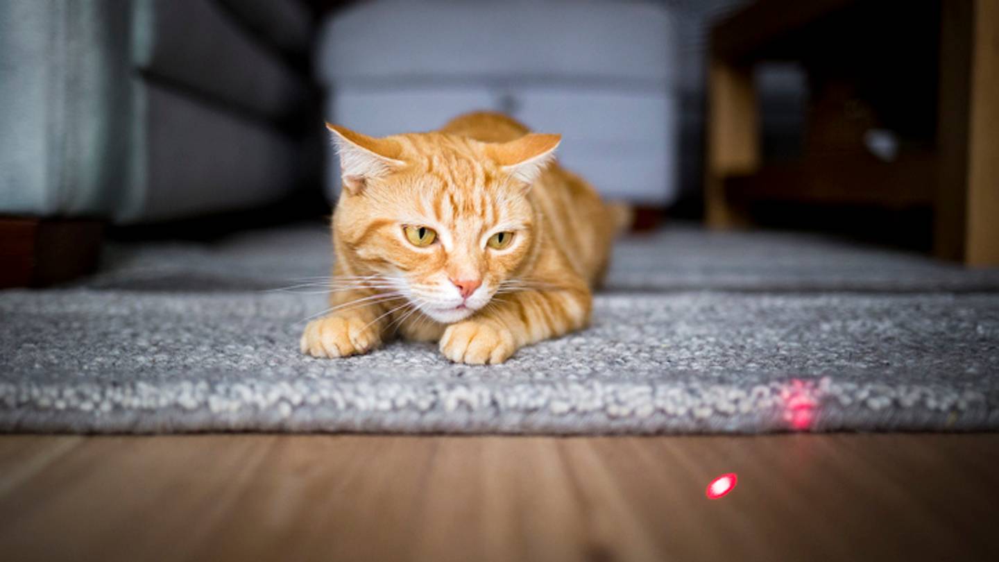 Is Playing With a Laser Pointer Safe for Cats?
