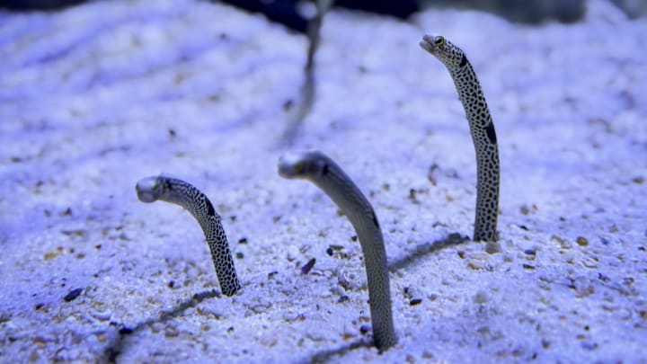 The Twins have an infield prospect by the name of Eeles, but here are some eels