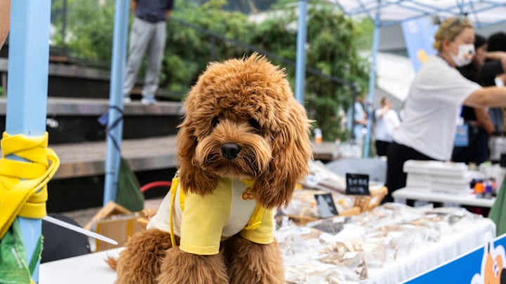 On a vendor fair specially for the pets and their owners, a...