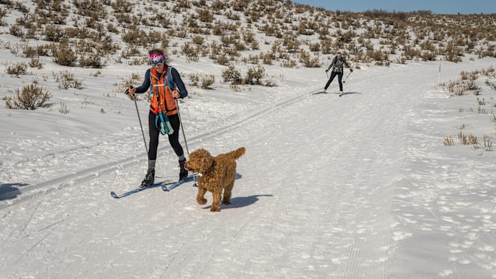 Winter scene with cross-country skiers and their dogs in the...