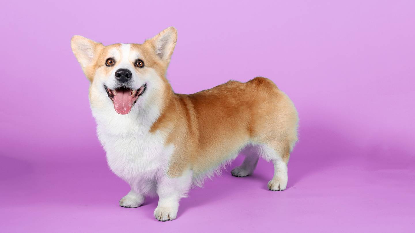10 Fun Facts About Corgis