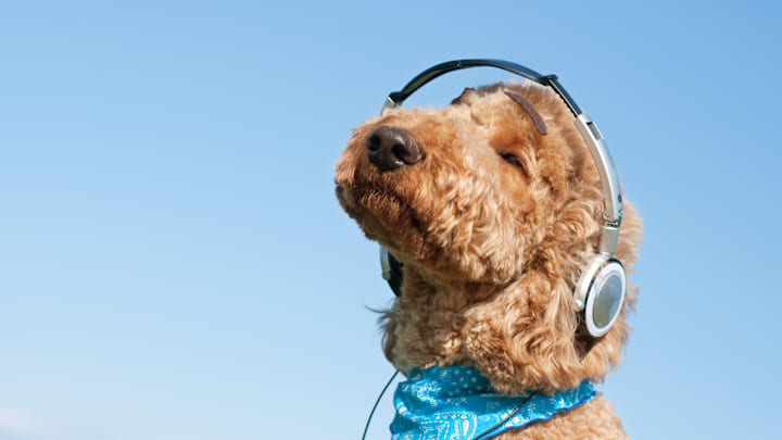 This one seems to love music.