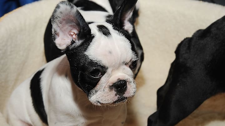 American Kennel Club's 2013 Most Popular Dogs
