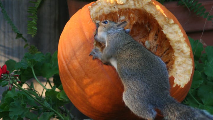 Yum!