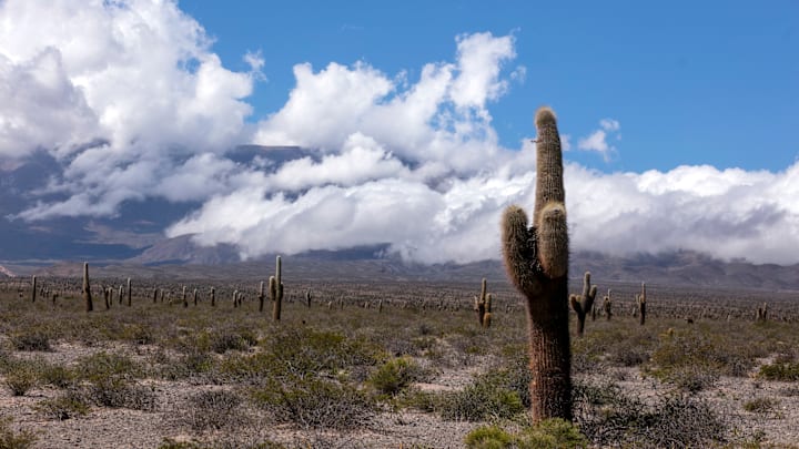 Protect Area of Los Cardones National Park in Salta