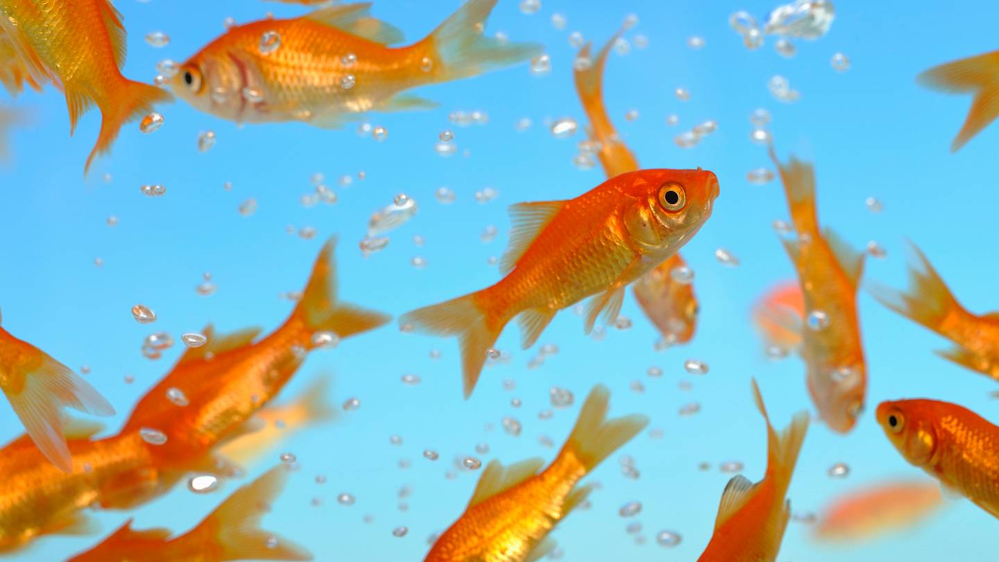 How the Goldfish Became Everyoneâs First Pet