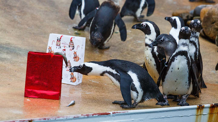 GERMANY-ANIMALS-ZOO-CHRISTMAS-PENGUIN