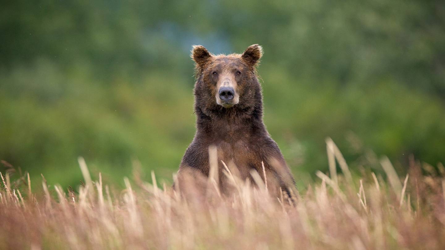 5 of the Worst Fathers In the Animal Kingdom