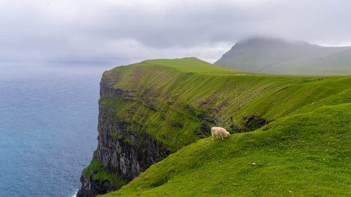 Mist clings to the cliffs of Gjógv in the Faroe Islands, where sheep graze above a dramatic ocean gorge.