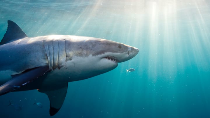 Believe it or not, a great white shark‘s coloring helps it survive.