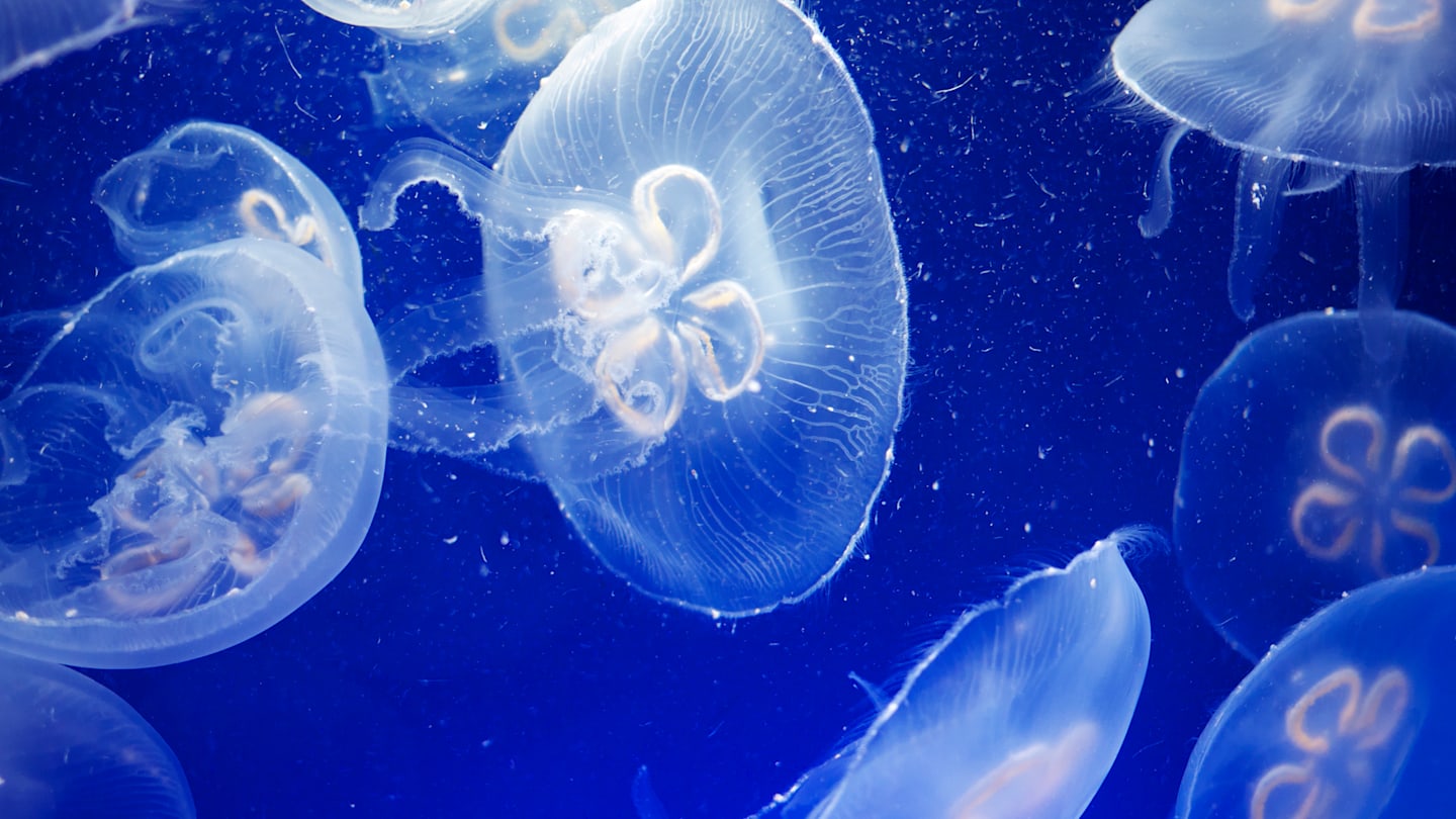 Does peeing on a jellyfish sting actually help or is it a total myth?
