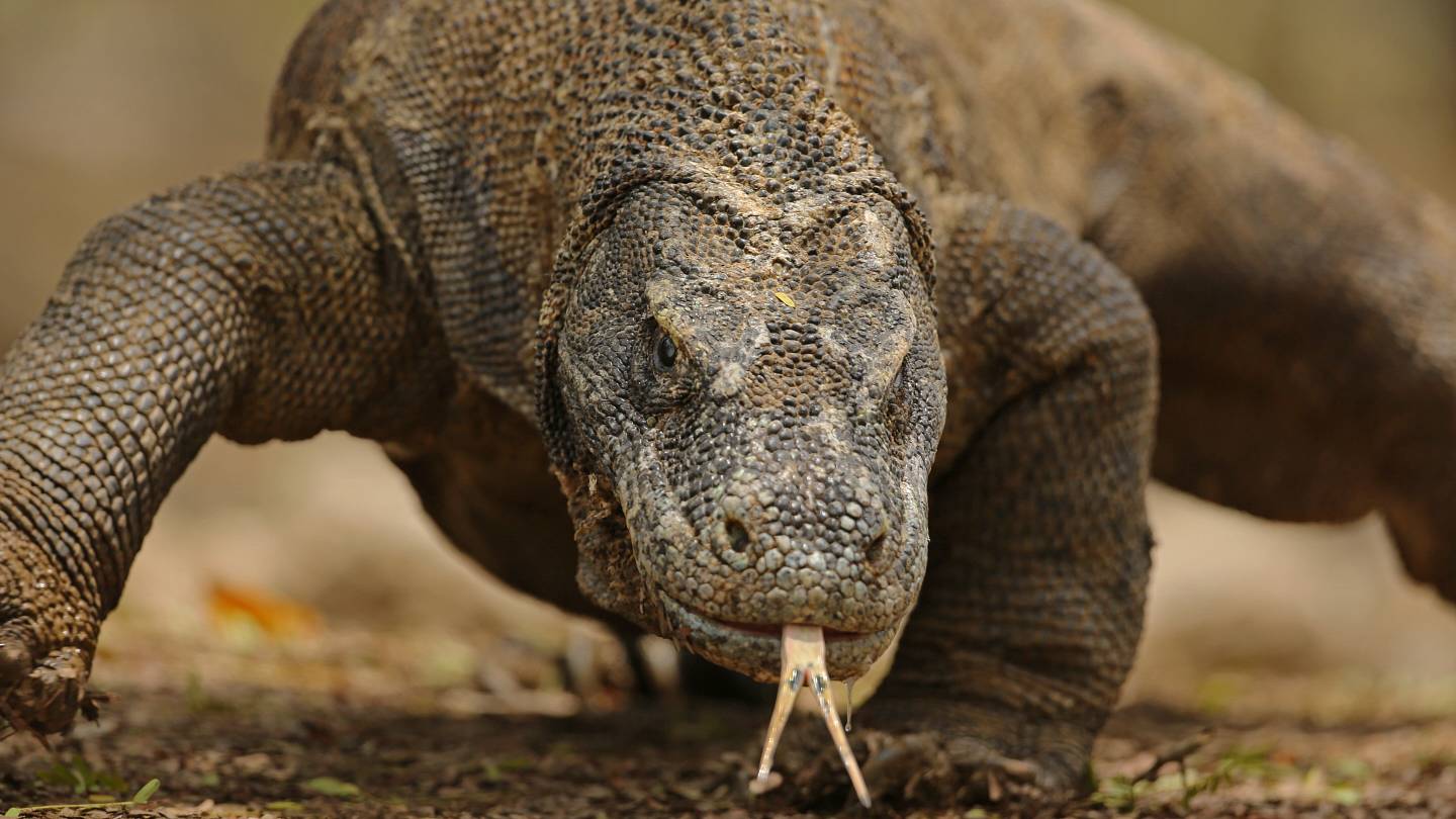 9 Amazing Facts About Komodo Dragons