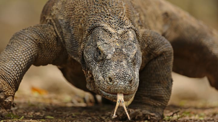 An animal you seriously don't want to mess with.