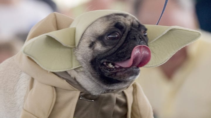 Dogs Dress Up At Annual "Pug Parade"