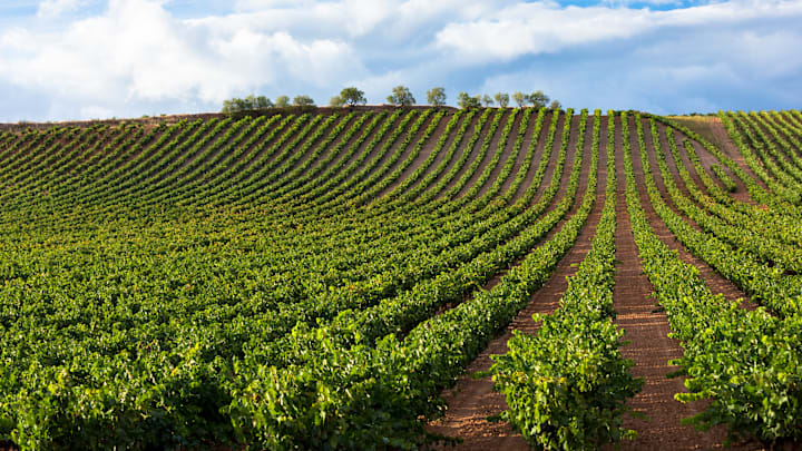 Rioja Vineyard, Northern Spain