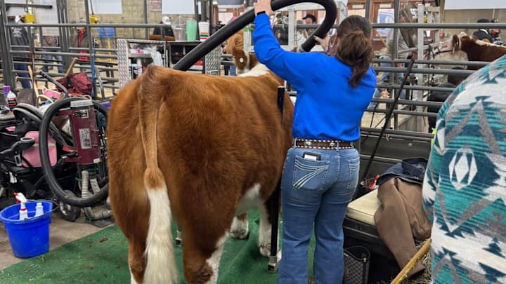 Exhibitor Preparing Her Steer for A Show