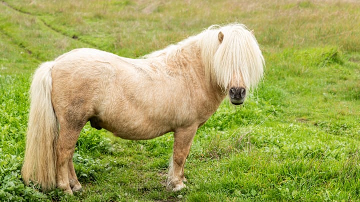 Ponies have had enough insults.