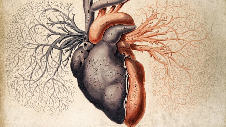 A 19th-century illustration of a human heart.
