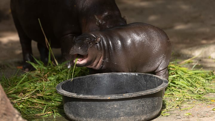 Pygmy Hippo Moo Deng Continues To Delight People