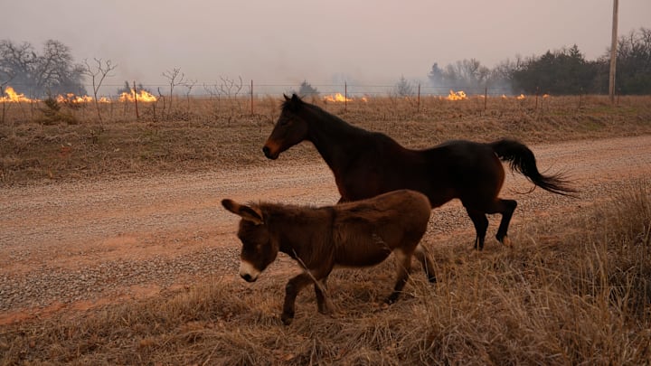 A horse and a donkey walk along Anderson Rd. after escaping their pens because of the wildfires in Oklahoma