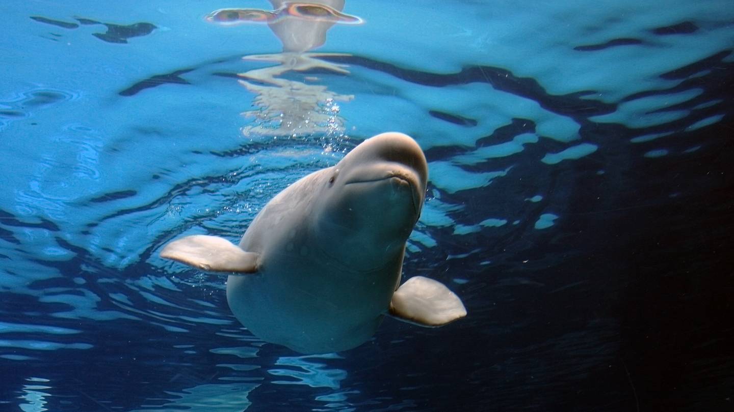 Don't Miss the Migration of Thousands of Beluga Whales That's Streaming Live