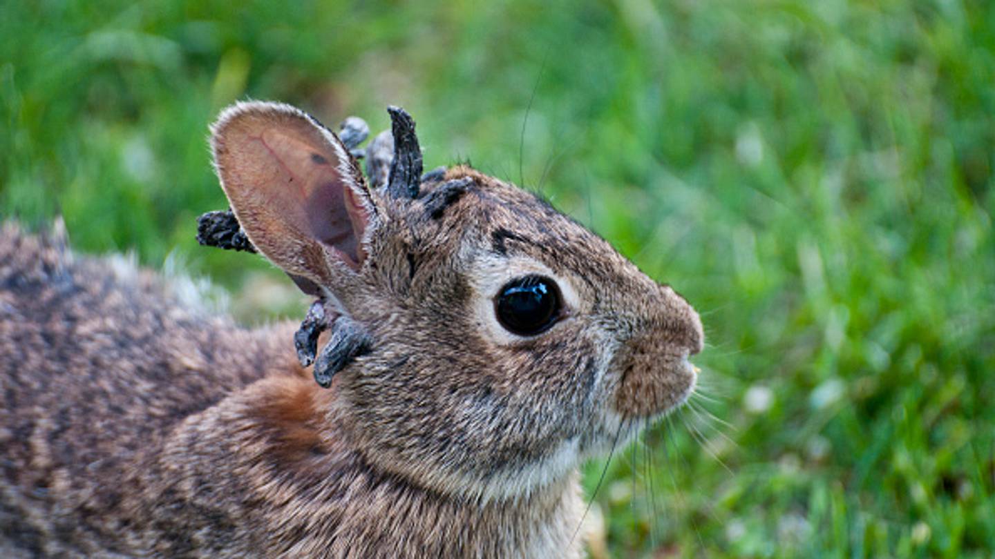 Why Rabbits Are Growing Scary âTentacleâ Warts on Their Heads in Colorado