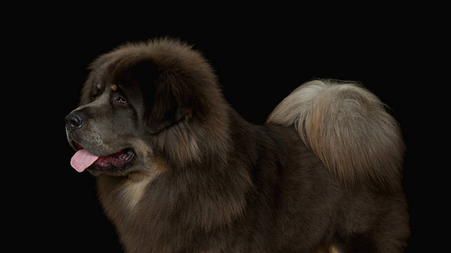The 10 Most Expensive Dog Breeds to Own