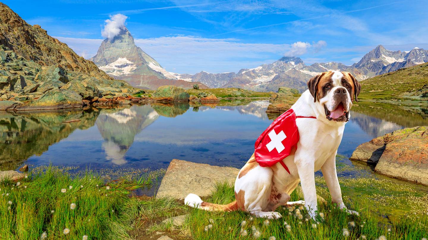 10 Facts About Saint Bernards