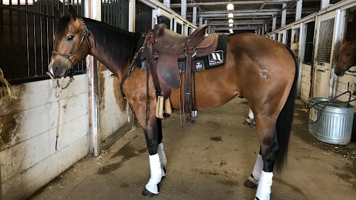 Baby Hes Hot at his first Calgary Stampede, age 5