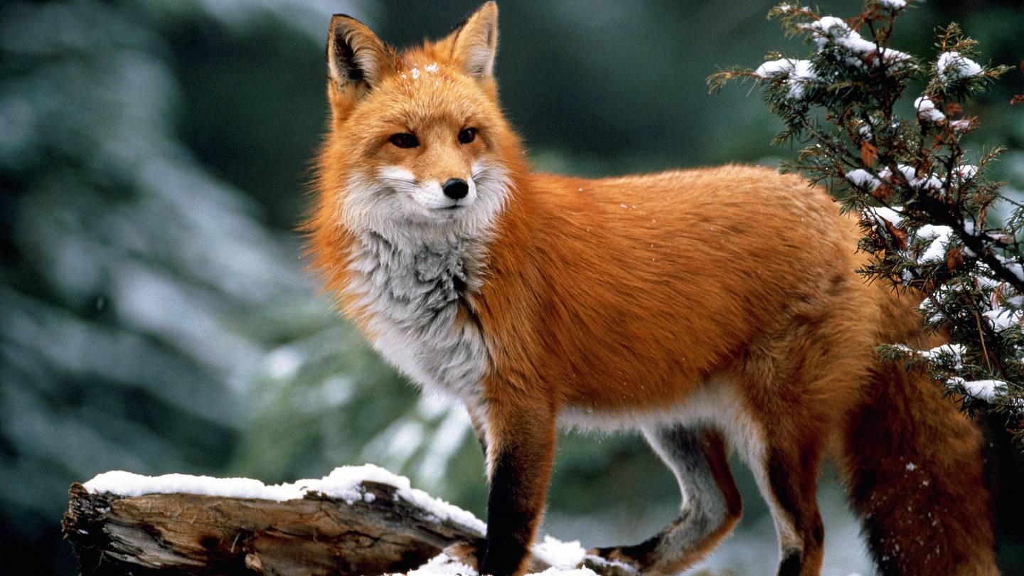 What Do Foxes Eat?