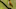 A wood thrush on a branch against a green background A wood thrush on a branch against a green background