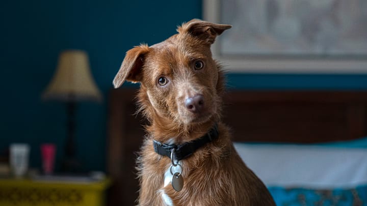 Mutt, or “Himalayan fur goblin?”