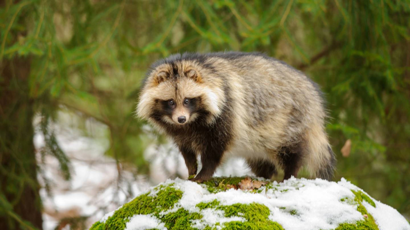 12 Surprising Facts About Raccoon Dogs