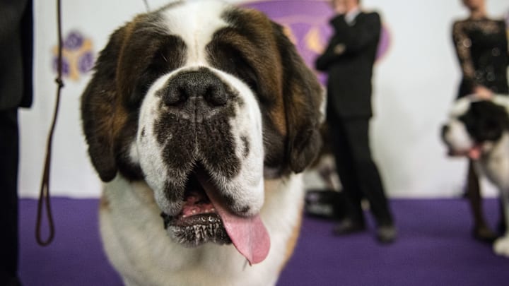 Annual Westminster Kennel Club Dog Show