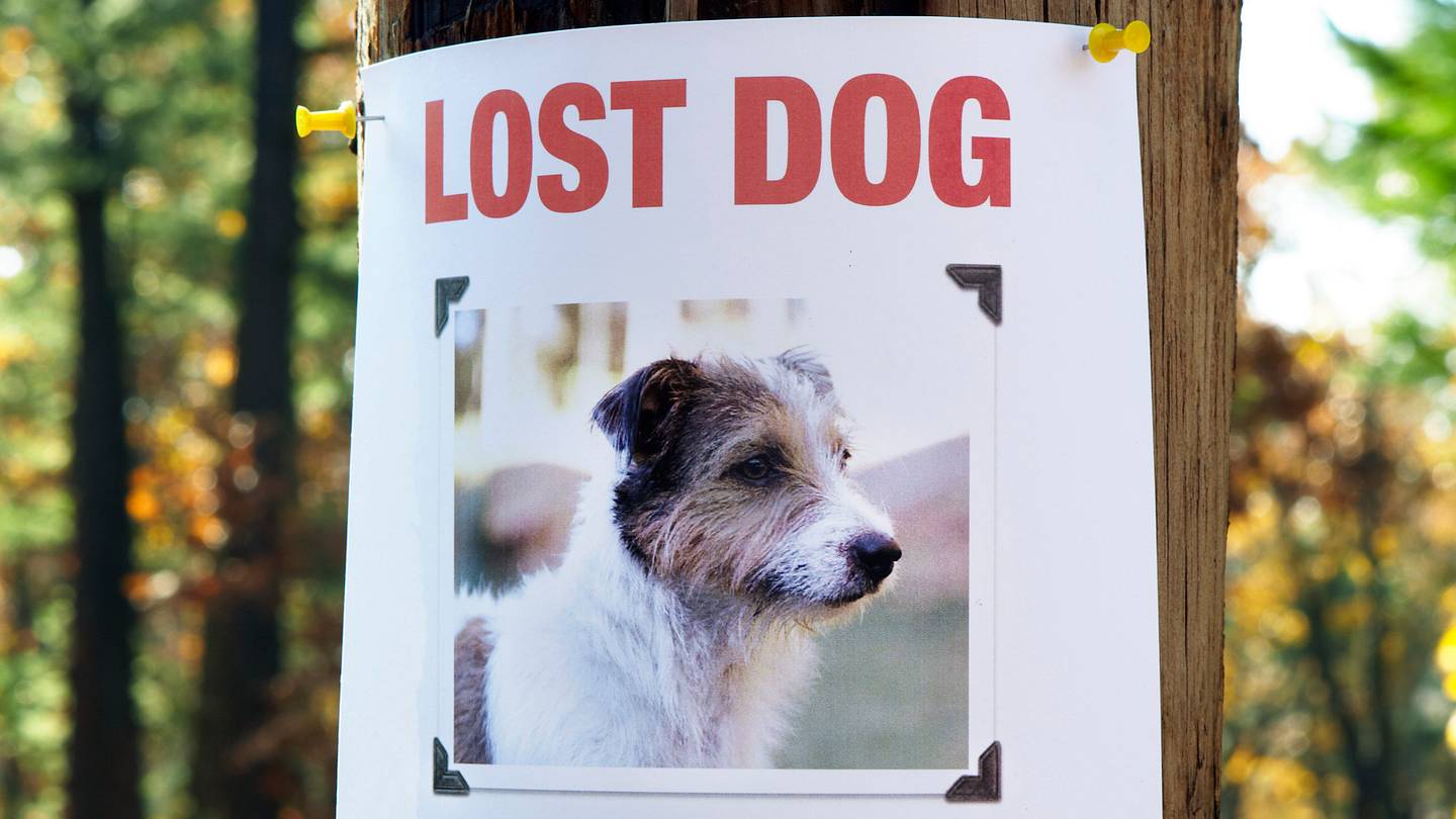9 Things to Do When Your Pet Goes Missing