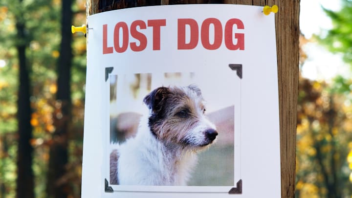 A pet owner's worst nightmare.