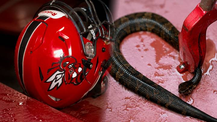 A two-foot venomous cottonmouth snake was found inside the football helmet of a Maumelle High football player in Arkansas last week. The player wore the helmet for more than an hour before discovering the snake. A two-foot venomous cottonmouth snake was found inside the football helmet of a Maumelle High football player in Arkansas last week. The player wore the helmet for more than an hour before discovering the snake.