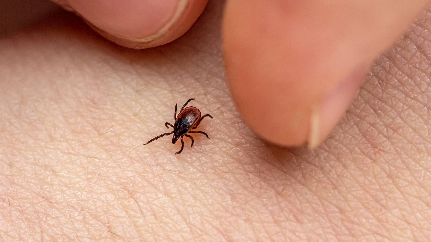 A Little-Known Tick Trick Allows Them to 'Jump' Onto Your Skin