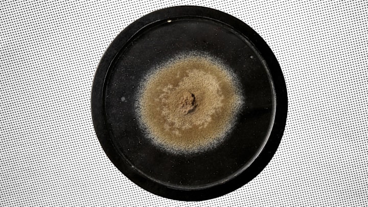 One of the original samples of Alexander Fleming’s penicillin mold.