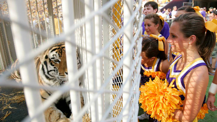 LSU Tigers cheerleaders look at mascot Mike the Tiger before their game against the Mississippi State Bulldogs at Tiger Stadium. LSU Tigers cheerleaders look at mascot Mike the Tiger before their game against the Mississippi State Bulldogs at Tiger Stadium.