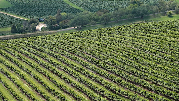 Wine Harvest Gets Underway In Hunter Valley