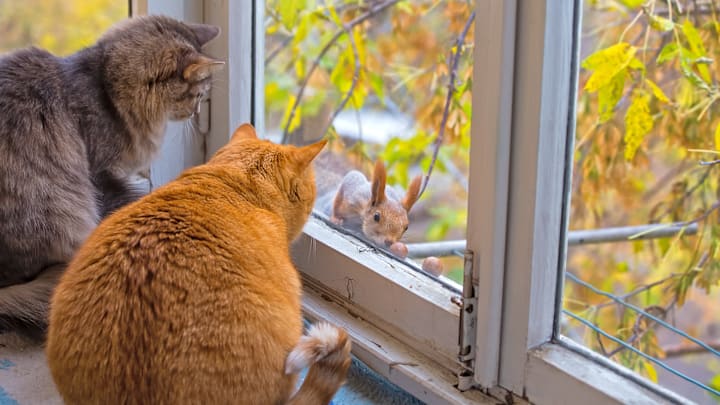You know this squirrel got these two cats talking.