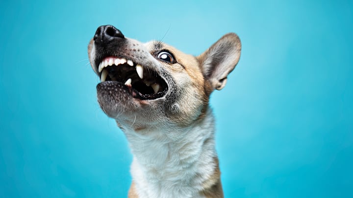There are several ways you can try to reduce your dog’s anxiety.