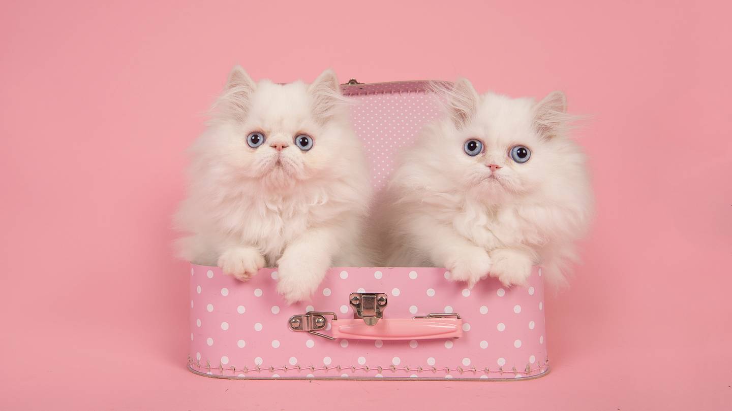 10 Fancy Facts About Persian Cats