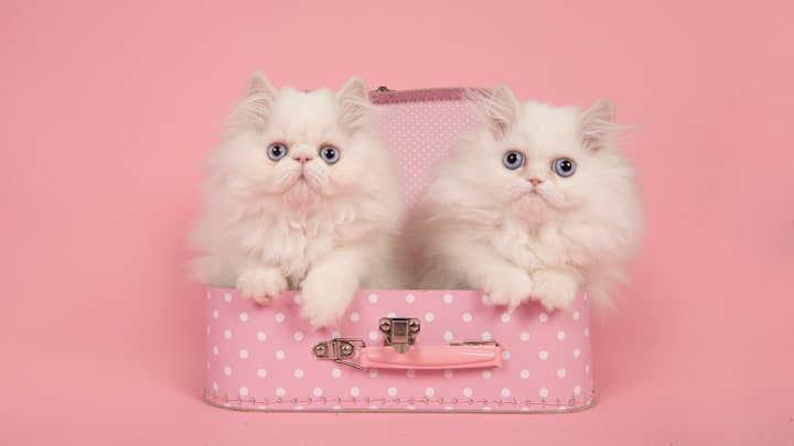 There's more to these cats than just fluff.