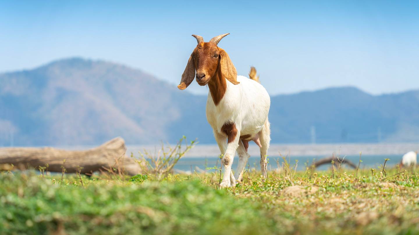 Work Hard, Graze Hard: Vermont Ski Resort Hires Goat and Sheep Landscapers