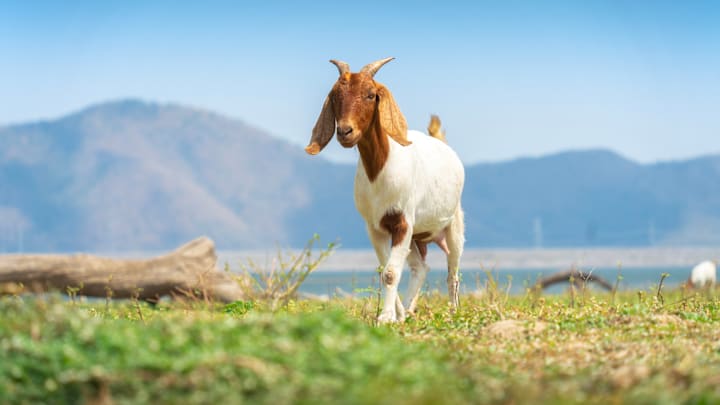 Overgrown lawns? Goats can fix that.