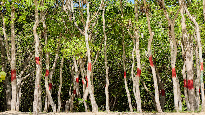 Manchineel trees with warning signs at Buccoo Beach, Tobago.